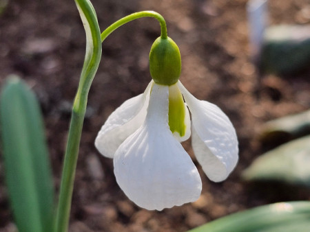 Galanthus ´Diggory´